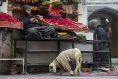 セーターは羊毛？