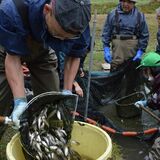 淡水の高級魚、水揚げ開始　「大物多く、最高の育ち」　那珂川の休耕田で養殖のホンモロコ