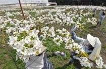 ナシの人工授粉