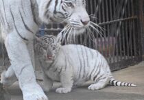 宇都宮動物園でホワイトタイガー赤ちゃん公開
