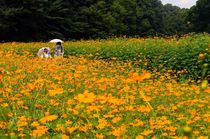 キバナコスモス 幻想的なオレンジ　宇都宮