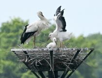 コウノトリのひな２羽 成長順調　小山