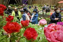 日光の室内庭園　ボタン鮮やかに