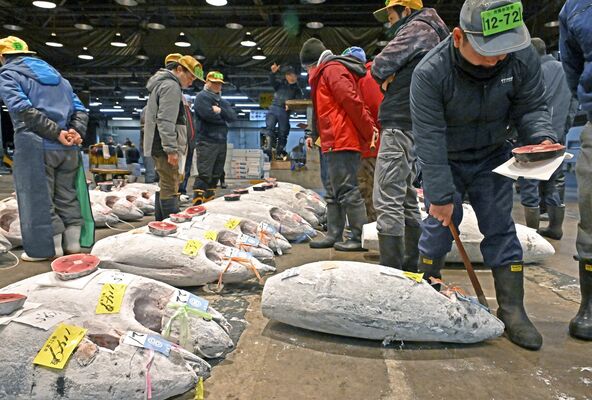 初競りで次々に競り落とされるマグロ＝５日午前５時35分、宇都宮市簗瀬町