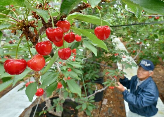 真っ赤に色づき収穫期を迎えたサクランボ＝２３日午前９時４０分、鹿沼市上日向