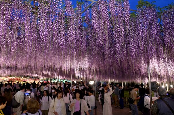 ライトアップされた大藤を見物する大勢の来園者＝26日午後６時45分、足利市迫間町