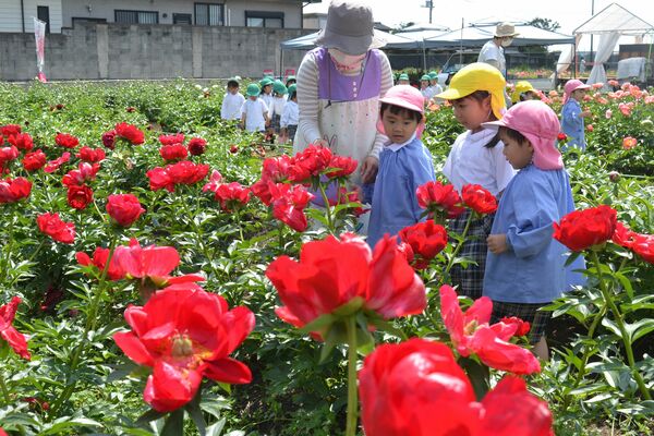 見ごろを迎えた早咲きのシャクヤク