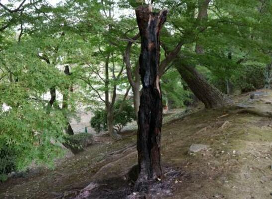 　名古屋城敷地内で燃えた木＝１０日午後、名古屋市