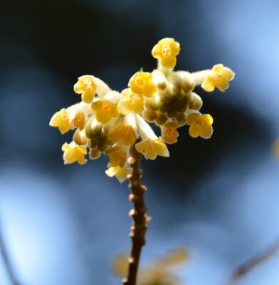 開花が始まった群生地のミツマタ