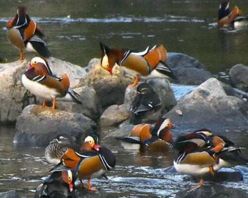 　鳥取県日野町の日野川に飛来したオシドリの群れ＝１５日