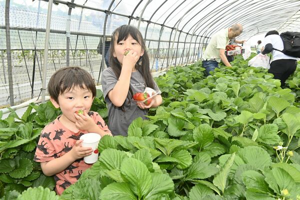 イチゴ狩りを楽しむ参加者