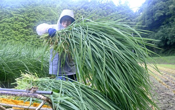 最盛期を迎えた青わらの収穫作業=28日午前6時5分、塩谷町喜佐見