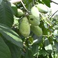 ねっとり濃厚な幻のフルーツ　那須烏山で収穫期迎える　「味凝縮され、最高の出来」