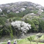 ヤマザクラ見頃　茂木・高峯山　茨城県側に自生数千本