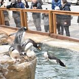 ペンギンのパフォーマンスに歓声　那須どうぶつ王国、期間限定で新施設オー…