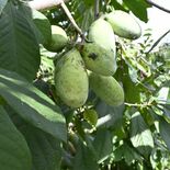 ねっとり濃厚な幻のフルーツ　那須烏山で収穫期迎える　「味凝縮され、最高…