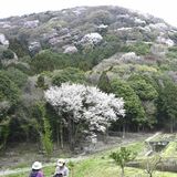 ヤマザクラ見頃　茂木・高峯山　茨城県側に自生数千本