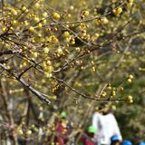 山肌彩るロウバイ　茂木・城山公園で早くも見頃