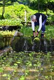 ワサビの収穫最盛期　日光
