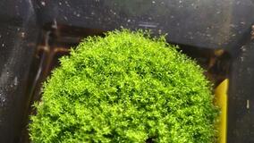 コケ胞子宇宙でも生存