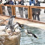 ペンギンのパフォーマンスに歓声　那須どうぶつ王国、期間限定で新施設オープン
