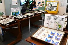 世界三大美チョウ 間近に