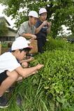 鳥居茶摘んで歴史学ぶ