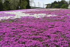 春色じゅうたんシバザクラ満開