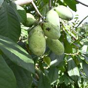 ねっとり濃厚な幻のフルーツ　那須烏山で収穫期迎える　「味凝縮され、最高の出来」