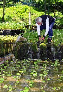 ワサビの収穫最盛期　日光