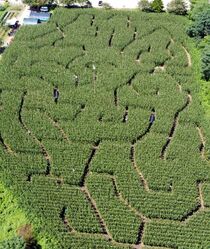 トウモロコシ畑の巨大迷路　那須塩原