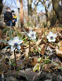 栃木でセツブンソウ咲く