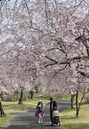 栃木市小野寺産 〔春蘭〕 値下げしました。 栃木市小野寺産 〔春蘭〕 1