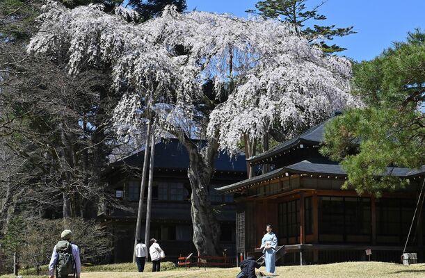 歴史ある建物を彩る樹齢約４００年のシダレザクラ＝10日午前11時20分、日光市本町