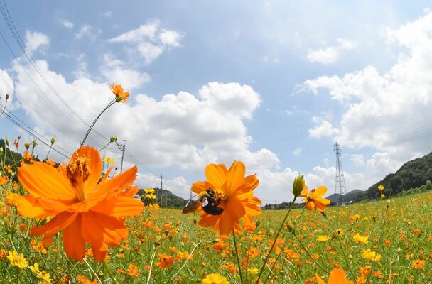 見頃を迎えたキバナコスモス（魚眼レンズ使用）
