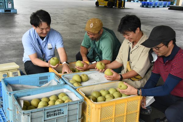 幸水の出来を確認する生産者ら