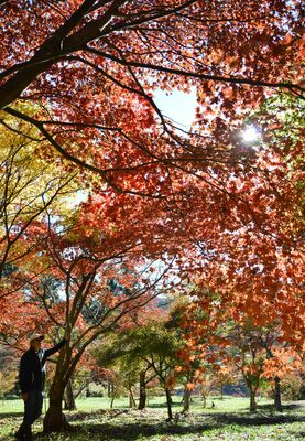 彩り豊かな木々が目を楽しませる園内