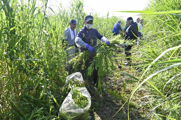 セイタカアワダチソウ除去作戦に取り組む市民ら