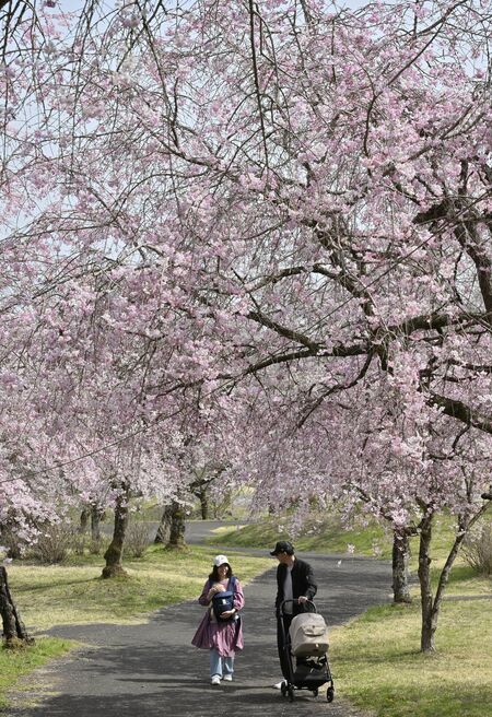 つがの里の桜＝８日午後