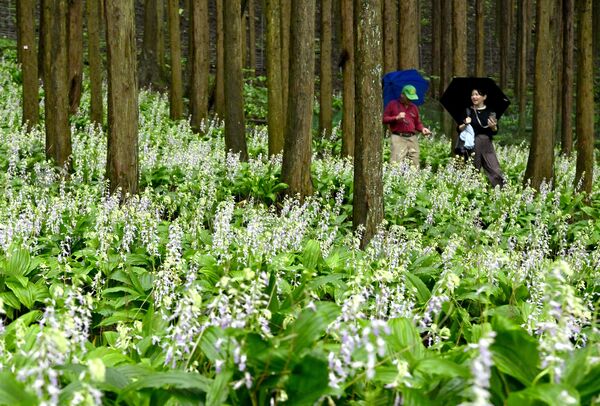 山林一面に広がるナツエビネ＝10日午前10時25分、塩谷町船生