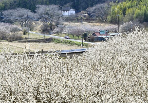 里山の風景を白く染める梅の花＝10日午後１時25分、市貝町市塙