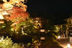 紅葉庭園を幻想的に　日光山輪王寺でライトアップ始まる