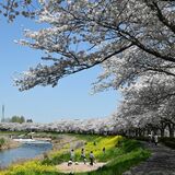 桜と菜の花満開、家族連れでにぎわい　下野の姿川アメニティパーク