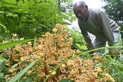 ツチアケビ群生 黄褐色の花見頃