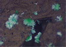 県内鉱物からレアアース