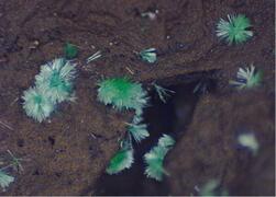 県内鉱物からレアアース