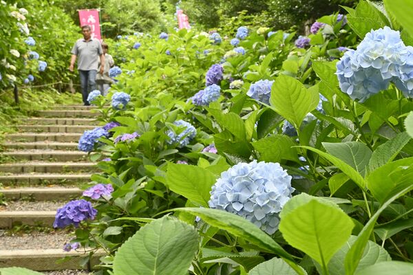 アジサイに囲まれた散策路を歩く参拝者