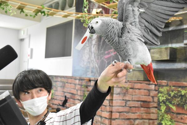 日本の旗を選んだオリビア