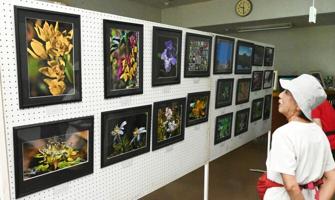 植物や風景の写真がずらりと並ぶ会場