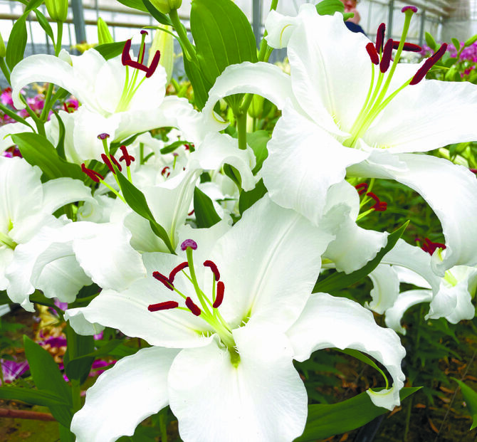 清楚でエレガントな大輪の花・ユリ